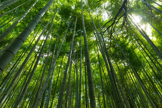 Fototapeta Bamboo forest