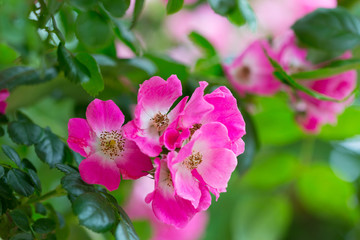 blossoming bush with pink roses close up
