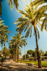 Palm trees in Palma de Mallorca © romas_ph