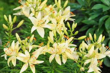 Yellow tiger lilies