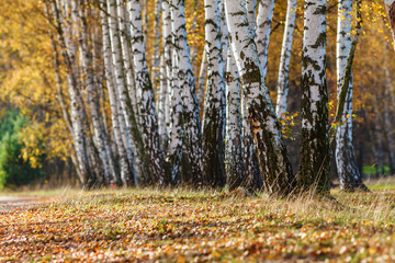 Autumn, birch grove