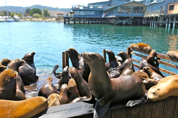 Fotobehang colonie de lions de mer © fannyes