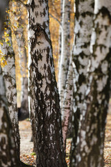 Autumn, birch grove