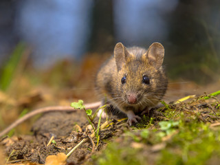 Naklejka na ściany i meble Wood mouse in the forest