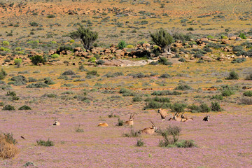 Gemsboks resting in purple flowers