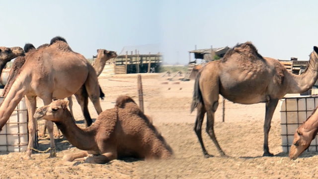 Camels at farm in the desert at noon closeup seamless loop