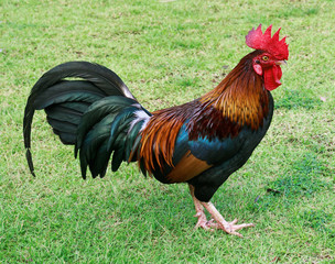 Bantam poultry beautiful bright colors.