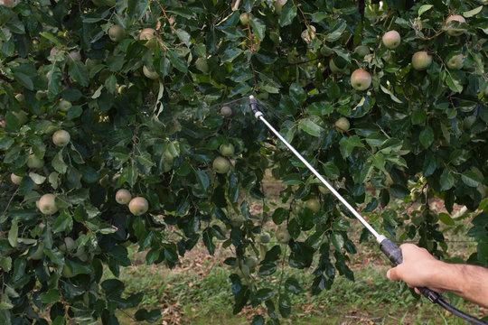 pears man spraying field