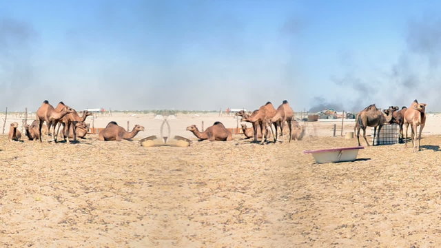 camels at farm in the desert at noon seamless loop