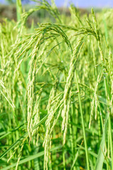 Fototapeta na wymiar Rice plant in rice field