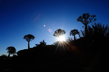 Quiver trees silhouettes