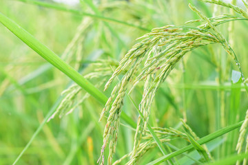 growth paddy rice in rice fields