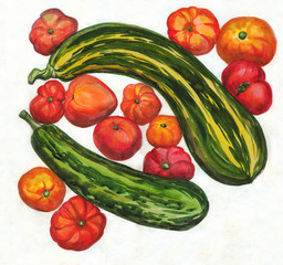Zucchini and tomatoes. Watercolor painting