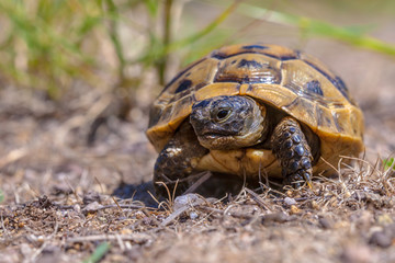Spur-thighed tortoise