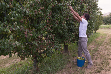 Fototapeta premium Man picking pears