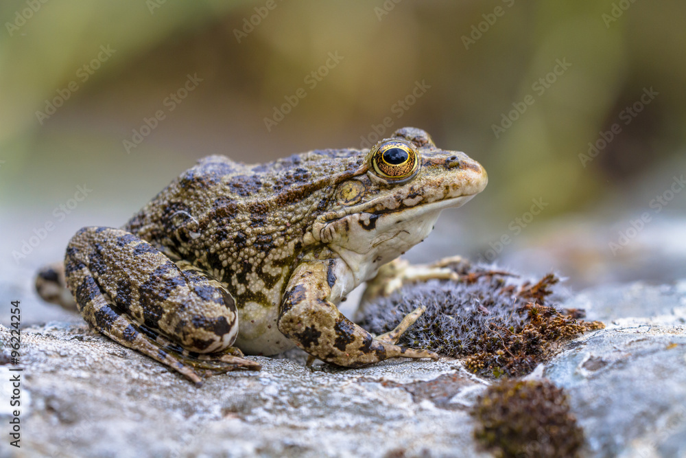 Poster Southern European Levantine water frog