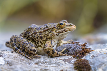 Southern European Levantine water frog