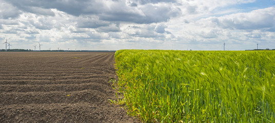 Green wheat growing on a sunny field in spring © Naj