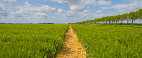 Green wheat growing on a sunny field in spring