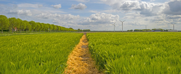 Green wheat growing on a sunny field in spring © Naj