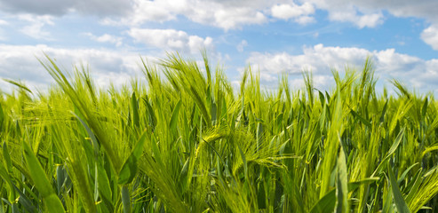 Green wheat growing on a sunny field in spring