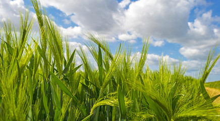 Green wheat growing on a sunny field in spring