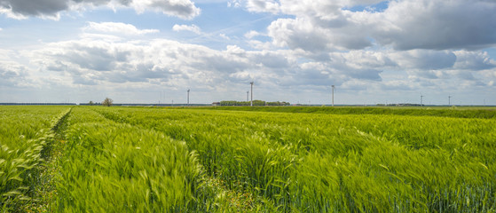 Green wheat growing on a sunny field in spring
