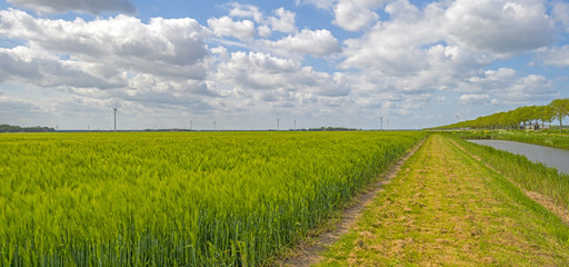 Green wheat growing on a sunny field in spring