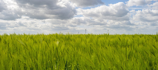 Green wheat growing on a sunny field in spring