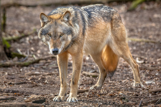 Fototapeta Frowning Grey Wolf