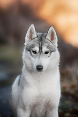 Siberian Husky portrait