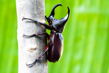  male fighting beetle (rhinoceros beetle) on tree