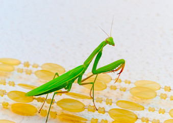 close up photo of a beautiful big praying Mantis green insect