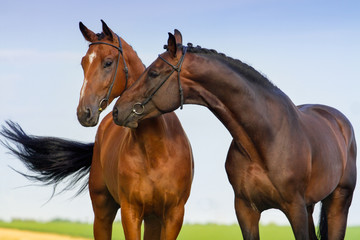 Two beautiful bay horse couple portrait against blue sky