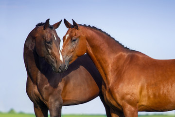 Two beautiful bay horse couple portrait against blue sky