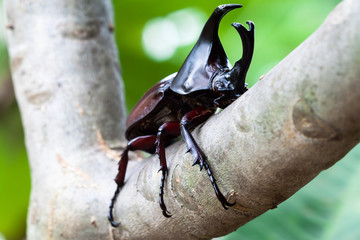  male fighting beetle (rhinoceros beetle) on tree