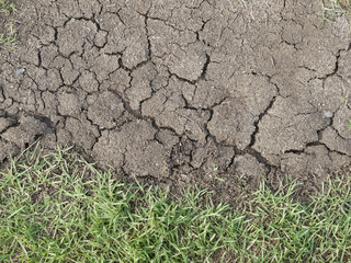 dried cracked earth with survived grass