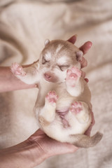 Cute Puppy Siberian husky