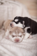 cute little newborn husky lying together and sleeping