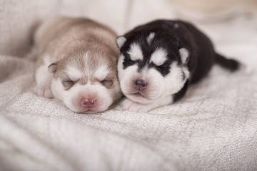 cute little newborn husky lying together and sleeping © brusnikaphoto