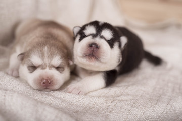 Fototapeta na wymiar cute little newborn husky lying together and sleeping