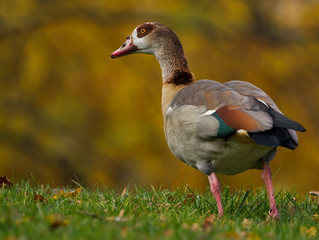 Nilgans im Herbst