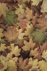 autumn leaves as a background
