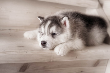 One puppy dog of siberian husky breed  on wooden floor