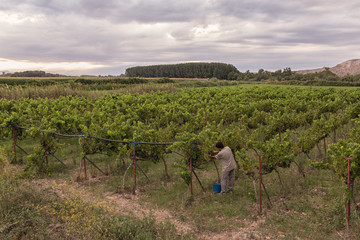 Man picking grapes