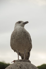 sea bird