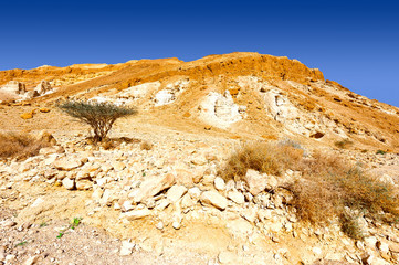 Negev Desert
