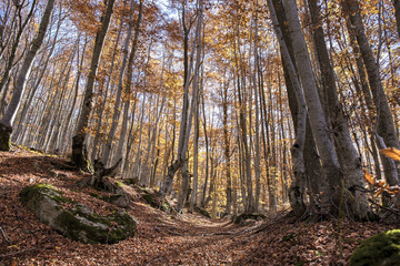  Autumn landscape in a beech trees forest.