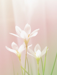  floral blur background, flowers rain lily (zephyranthes white), color toned, soft light 