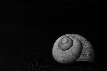Weinbergschnecke